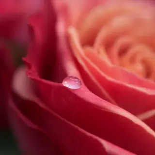 A close-up macro shot of a single dewdrop on a rose petal, s