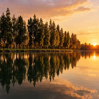 A row of trees reflected in a calm lake at sunset, with the 