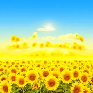 A field of pure sunflower yellow flowers under a clear blue 