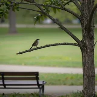 A bird perched on a branch, the branch extending from a tree