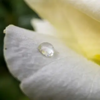 A close-up macro shot of a single dewdrop on a rose petal, s