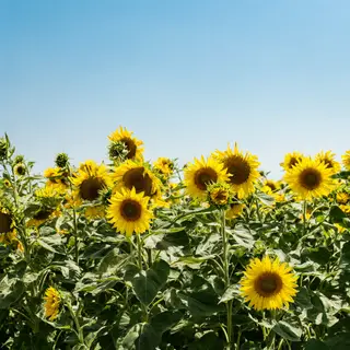 A field of pure sunflower yellow flowers under a clear blue 