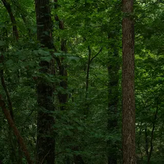 A forest scene where the foliage is precisely #2D5F2D (dark 