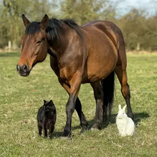 A big brown horse, a small white rabbit, and a medium-sized 