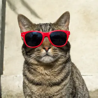 A tabby cat wearing oversized red sunglasses