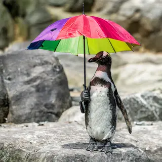 A penguin holding a colorful umbrella