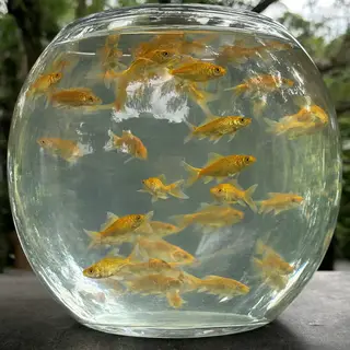 Exactly 9 goldfish swimming in a large round fishbowl