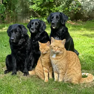 2 orange cats and 3 black dogs sitting together on a grassy 