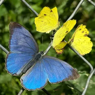 1 blue butterfly and 3 yellow butterflies resting on a garde