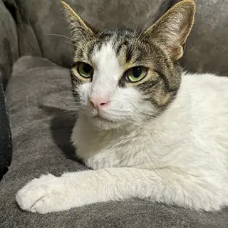 A cat lying on a couch without a collar