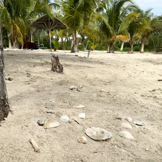 A sandy beach with palm trees, seashells, and a beach umbrel