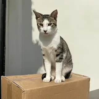 A cat sitting on top of a cardboard box