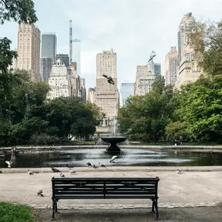 A city park with a park bench and pigeons in the foreground,