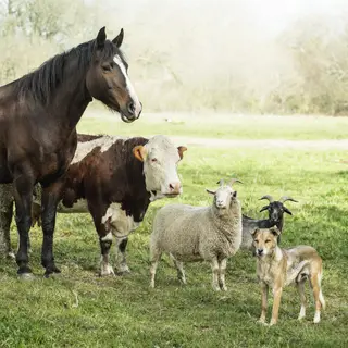 Five animals in a field: a horse on the far left, a cow to t