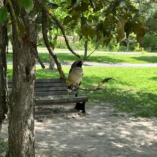 A bird perched on a branch, the branch extending from a tree