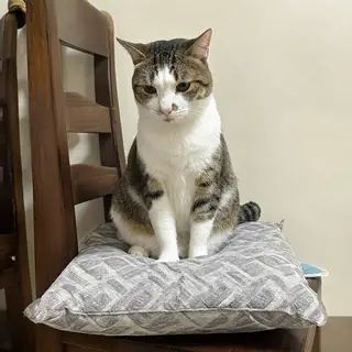 A cat sitting on a pillow, the pillow placed on a wooden cha