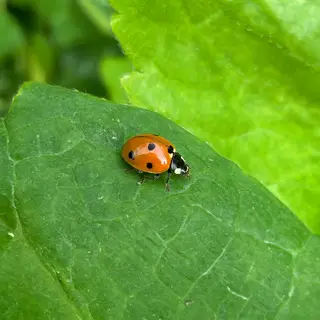 A ladybug sitting on a large green leaf, shown at realistic 