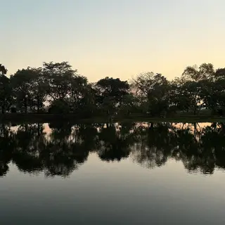 A row of trees reflected in a calm lake at sunset, with the 
