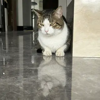 A cat sitting on a polished marble floor with its reflection