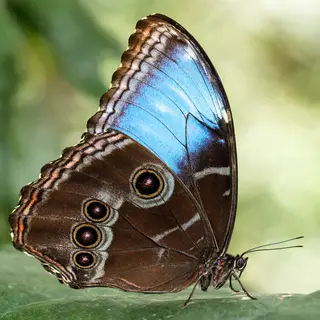A Morpho menelaus butterfly with accurate iridescent blue do