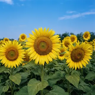 A field of pure sunflower yellow flowers under a clear blue 