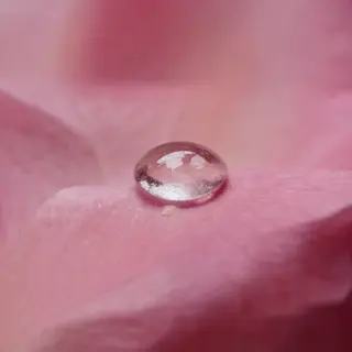 A close-up macro shot of a single dewdrop on a rose petal, s