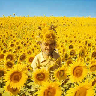 A field of pure sunflower yellow flowers under a clear blue 