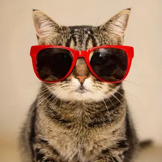 A tabby cat wearing oversized red sunglasses