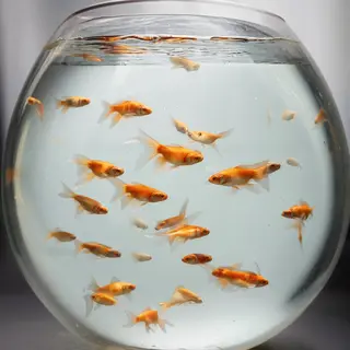 Exactly 9 goldfish swimming in a large round fishbowl