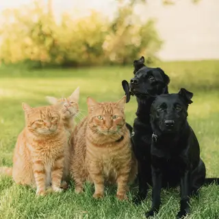 2 orange cats and 3 black dogs sitting together on a grassy 