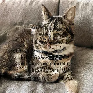 A cat lying on a couch without a collar