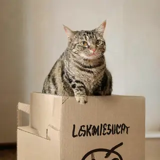 A cat sitting on top of a cardboard box