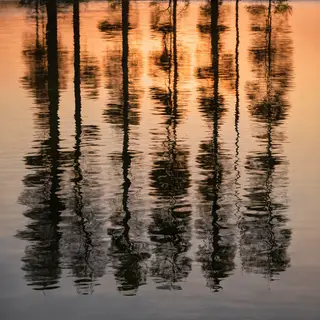 A row of trees reflected in a calm lake at sunset, with the 