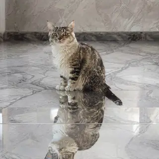 A cat sitting on a polished marble floor with its reflection