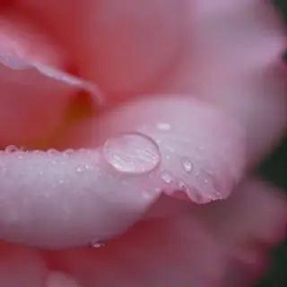 A close-up macro shot of a single dewdrop on a rose petal, s