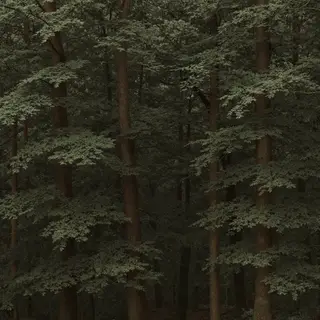 A forest scene where the foliage is precisely #2D5F2D (dark 
