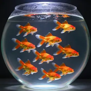 Exactly 9 goldfish swimming in a large round fishbowl