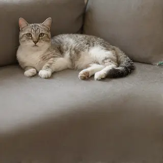 A cat lying on a couch without a collar