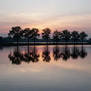 A row of trees reflected in a calm lake at sunset, with the 