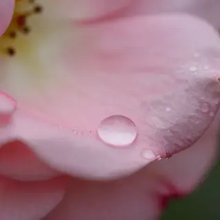 A close-up macro shot of a single dewdrop on a rose petal, s