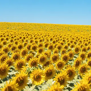 A field of pure sunflower yellow flowers under a clear blue 