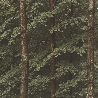A forest scene where the foliage is precisely #2D5F2D (dark 
