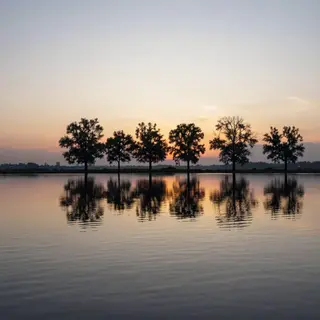 A row of trees reflected in a calm lake at sunset, with the 