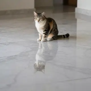 A cat sitting on a polished marble floor with its reflection