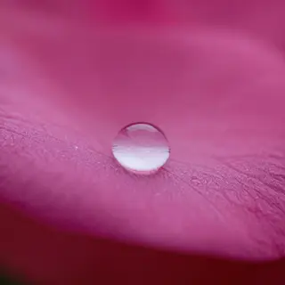 A close-up macro shot of a single dewdrop on a rose petal, s