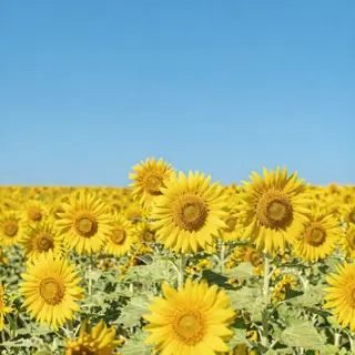 A field of pure sunflower yellow flowers under a clear blue 