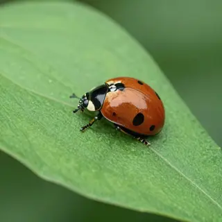 A ladybug sitting on a large green leaf, shown at realistic 