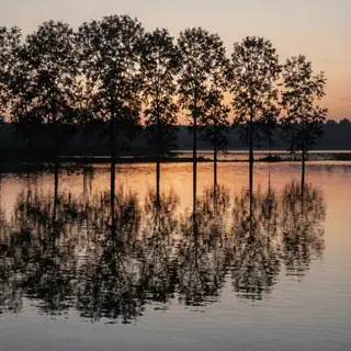 A row of trees reflected in a calm lake at sunset, with the 