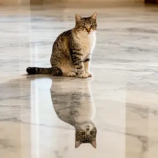 A cat sitting on a polished marble floor with its reflection