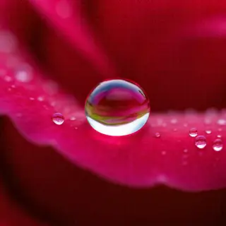 A close-up macro shot of a single dewdrop on a rose petal, s